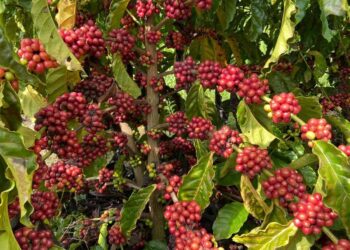 Vietnã produz 29,7 milhões de sacas de café robusta que equivalem a 38,5% da safra mundial