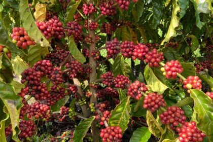 Café: arábica e robusta se valorizam, confira!