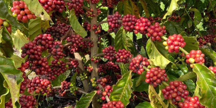 Vietnã produz 29,7 milhões de sacas de café robusta que equivalem a 38,5% da safra mundial