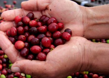 Preço do café robusta segue em alta em 2022