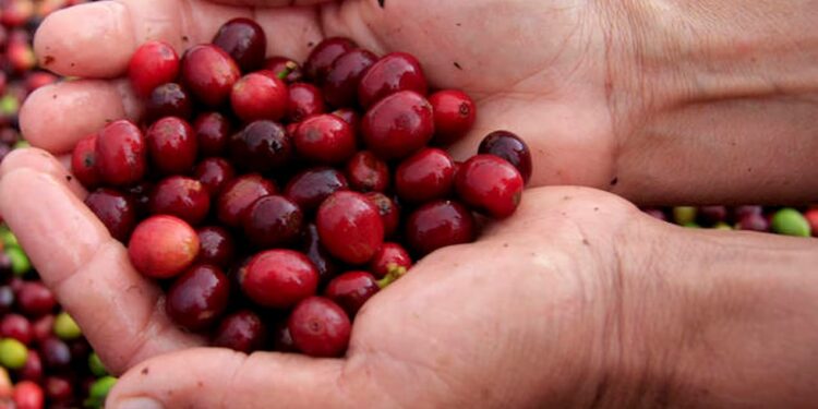 Preço do café robusta segue em alta em 2022