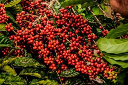 Produtores de café estão atentos nas floradas, confira!