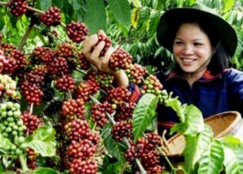 Café: colheita do robusta está na reta final