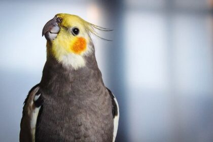 Confira 11 dicas para ter como pet as amigáveis aves!