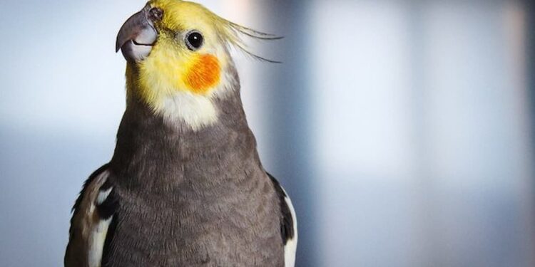 Confira 11 dicas para ter como pet as amigáveis aves!