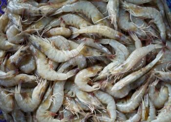 Safra de camarão no Rio Tramandaí começa dia 15 de fevereiro