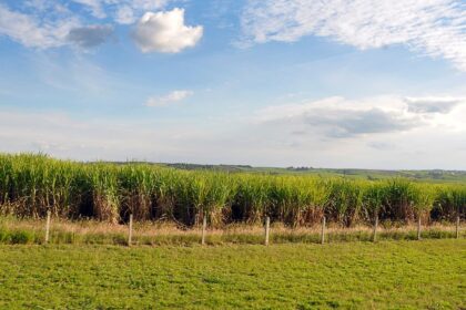 Agricultura brasileira terá US$ 1,2 bi do BID para projetos de sustentabilidade