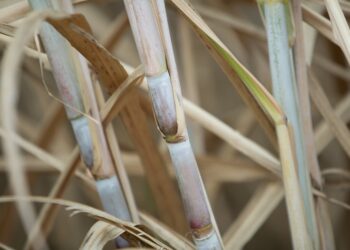 Produção de cana-de-açúcar cresce 4,4% na safra 2022/23