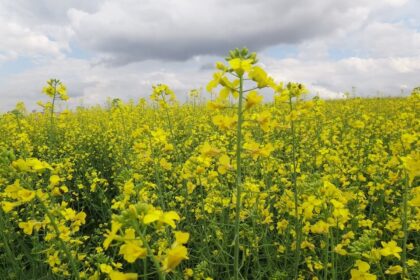 Zoneamento Agrícola de Risco Climático define novas regiões para cultivo de canola, confira: