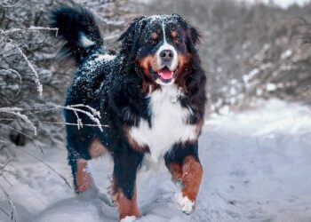 Dicas e cuidados com seu cachorro durante o frio