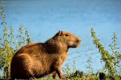 Capivara: características, habitat, reprodução e curiosidades