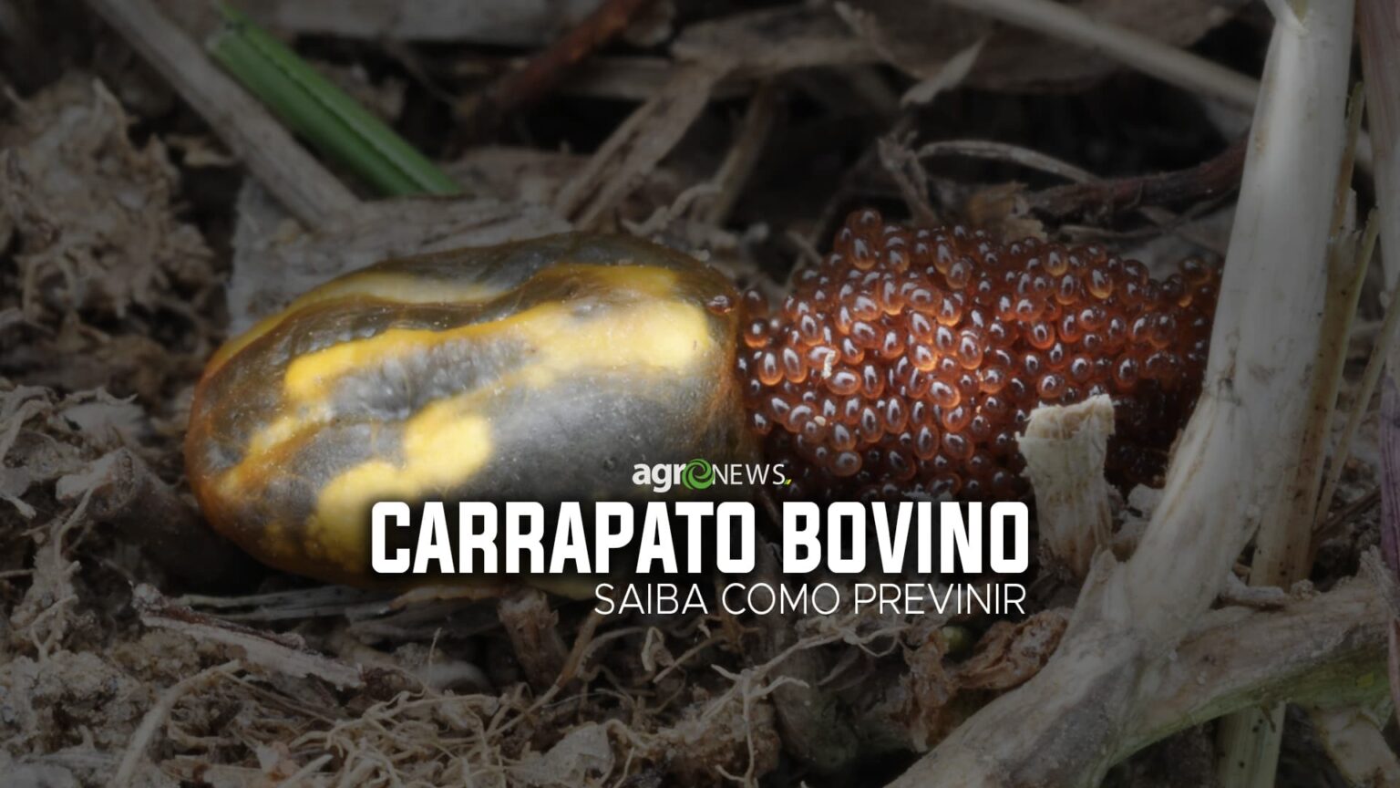 Carrapato Bovino causa prejuízo de US$ 3,2 bilhões por ano somente no Brasil, saiba tudo