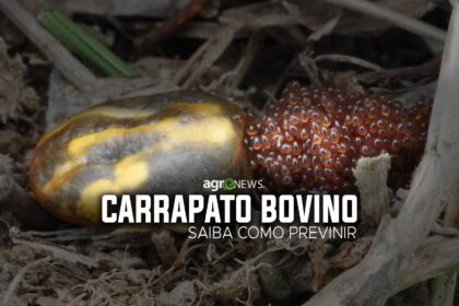 Carrapato Bovino causa prejuízo de US$ 3,2 bilhões por ano somente no Brasil, saiba tudo