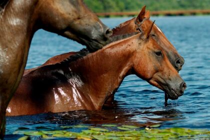 Rebanho de cavalo cresce 1,9%, confira: