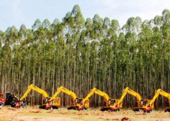 Mato Grosso do Sul vê setor florestal impulsionar economia verde no Estado