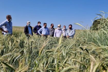 Santa Catarina avança nas pesquisas para produção de cereais de inverno no Oeste