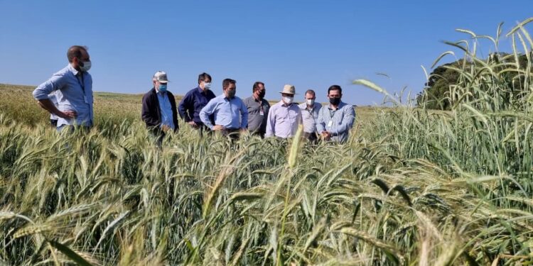 Santa Catarina avança nas pesquisas para produção de cereais de inverno no Oeste