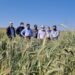 Santa Catarina avança nas pesquisas para produção de cereais de inverno no Oeste
