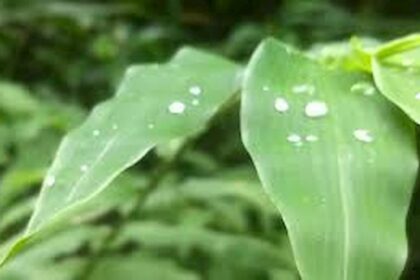 Previsão de fortes pancadas de chuva em quase todo o país nesta sexta-feira