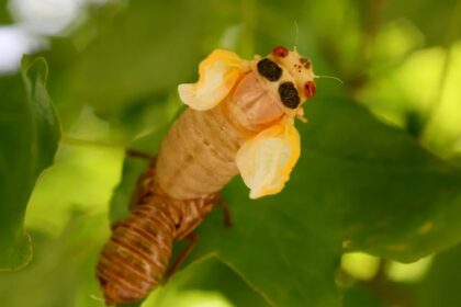 cigarras