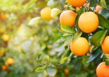 Citros: clima quente favorece demanda por laranjas