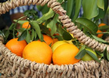 Citros: preço da laranja recua em maio de 2022