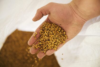 Close Up Of Human Hand Holding Some Golden Malt 5da9v2b Easy Resize.com 