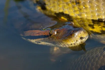 Conheça 8 curiosidades da Anaconda, a maior cobra do mundo