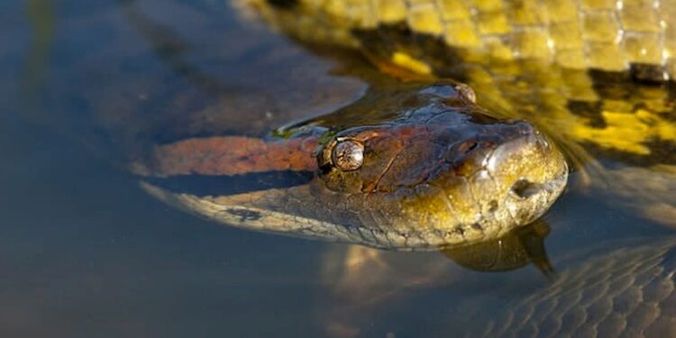 Conheça 8 curiosidades da Anaconda, a maior cobra do mundo