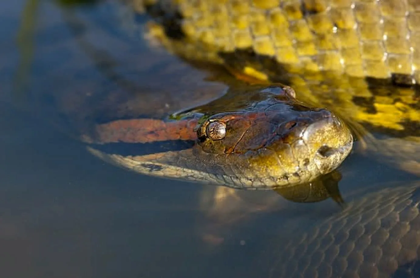 Conheça 8 curiosidades da Anaconda, a maior cobra do mundo