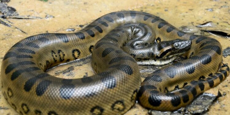 A seguir leia 10 curiosidades sobre cobras