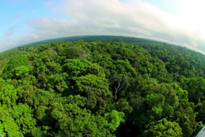 Projeto regulamenta compra e venda de Crédito de Carbono no Brasil