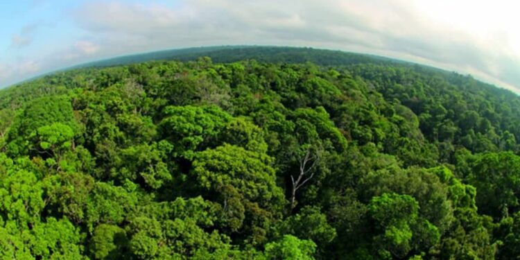 Serviço Florestal Brasileiro lança edital movimentando servidores