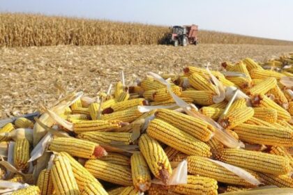 Colheita do milho avança na região norte de Mato Grosso do Sul