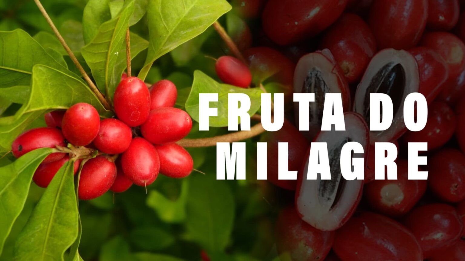 Conheça a FRUTA DO MILAGRE capaz de bloquear azedume dos alimentos