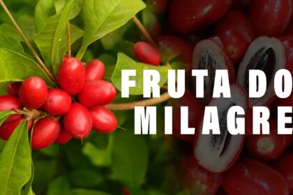 Conheça a FRUTA DO MILAGRE capaz de bloquear azedume dos alimentos