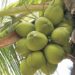 Cultivo do coco vira possibilidade para produtores de MT