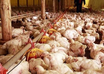 Custo de produção do frango sobe quase 30% em 12 meses, diz Embrapa