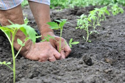 Ministério da Agricultura atinge a marca de 50 especificações de referência para registro de defensivos biológicos