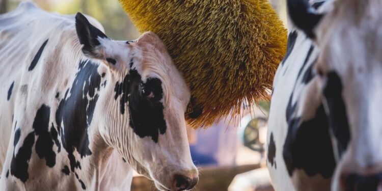 Fazenda em SP é pioneira na produção de leite de fácil digestão