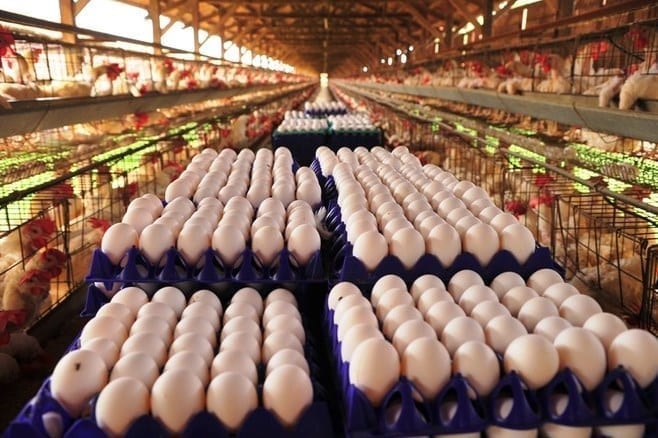 Confira a produção de ovos de galinha neste 1º semestre, de acordo com IBGE