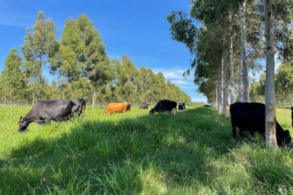 Embrapa aposta na descarbonização da produção de leite