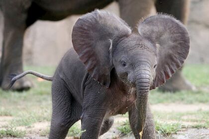 Quanto tempo uma espécie leva para ser extinta?