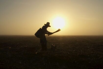 Agro consegue manter empregos mesmo perante a pandemia