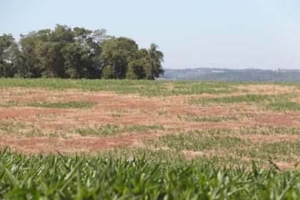 Comissão Especial de Recursos do Proagro analisa 150 processos de produtores rurais, veja resultados