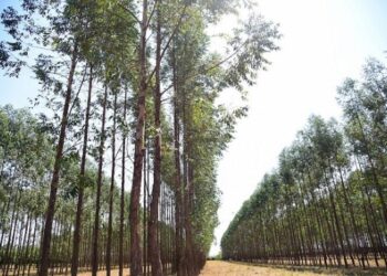 Exportações de produtos florestais de MS somaram US$ 1,5 bilhão em 2021