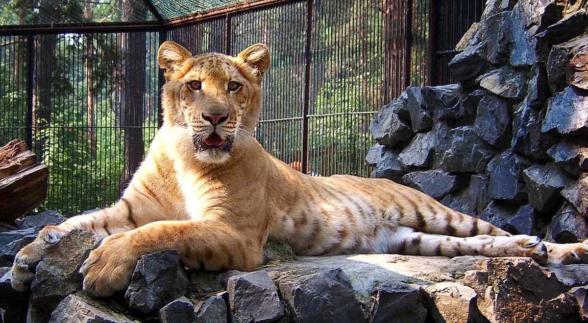 Vídeo inédito mostra felino gigante fruto de cruzamento entre Leão e Tigre Siberiano