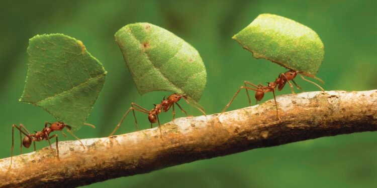 Quantas formigas seriam necessárias para levantar um elefante?