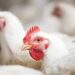 Produzir frango em novembro ficou 50% mais caro que em 2019