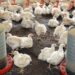 Carne de frango: CONAB prevê que produção, exportação e disponibilidade interna cresçam